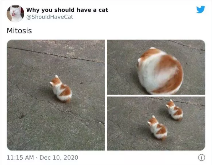 Cats that impose their presence - #37 