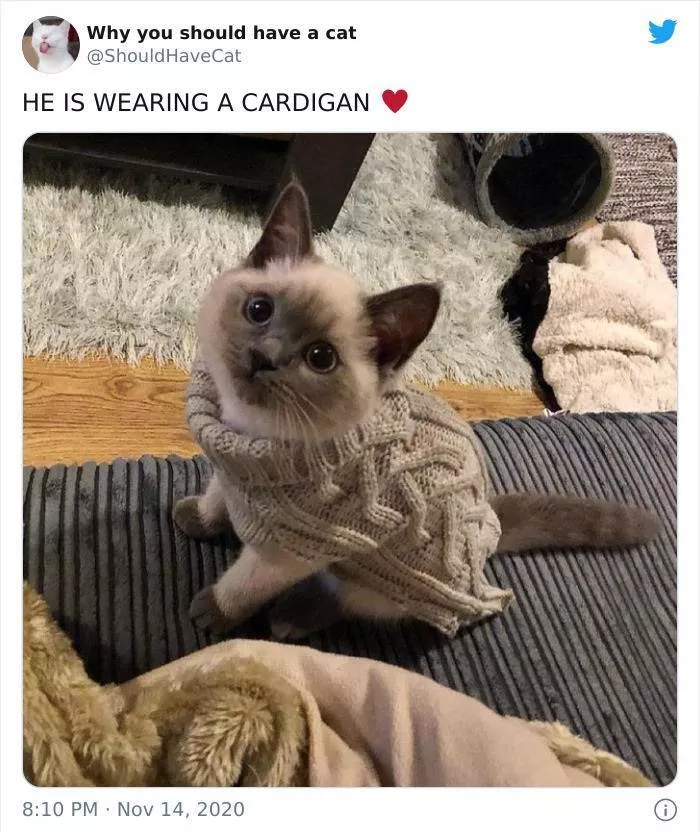 Cats that impose their presence - #39 