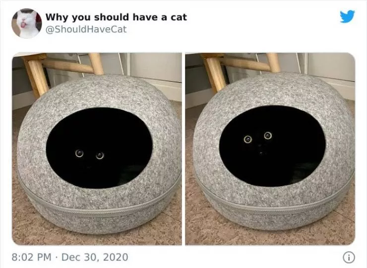 Cats that impose their presence - #4 