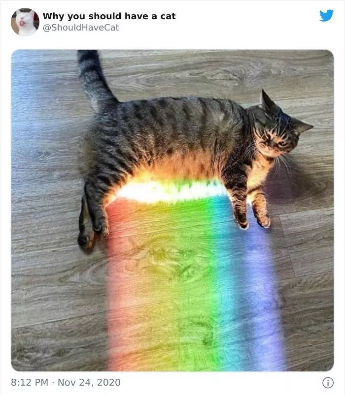 Cats that impose their presence - #40 