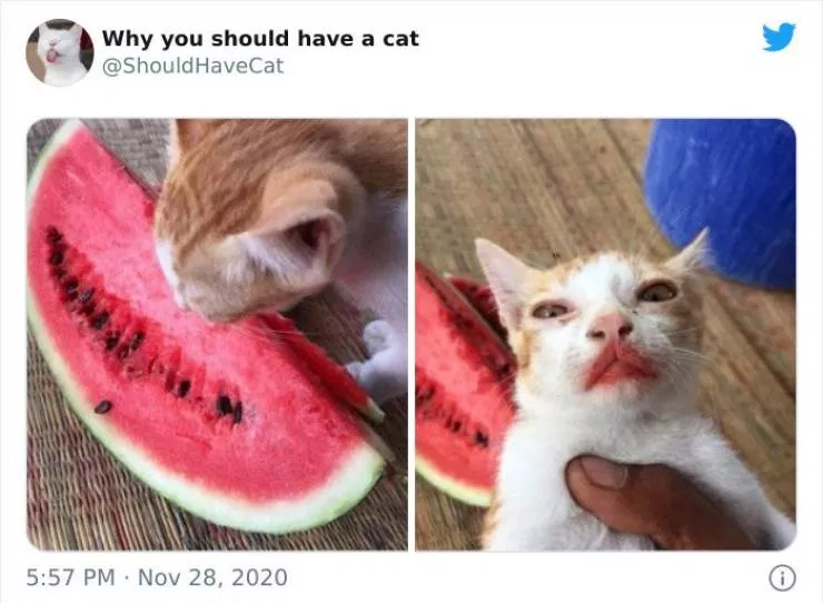 Cats that impose their presence - #41 