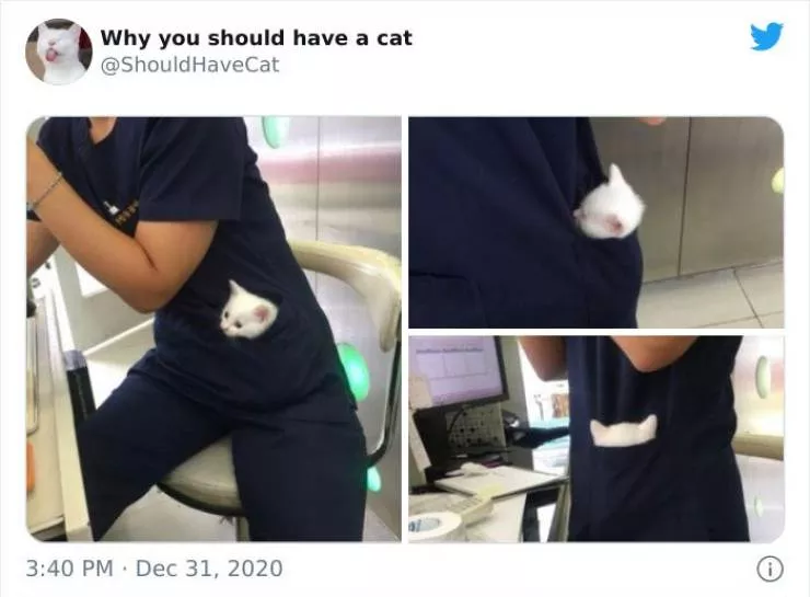 Cats that impose their presence - #44 