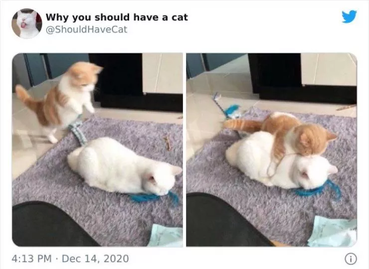 Cats that impose their presence - #45 