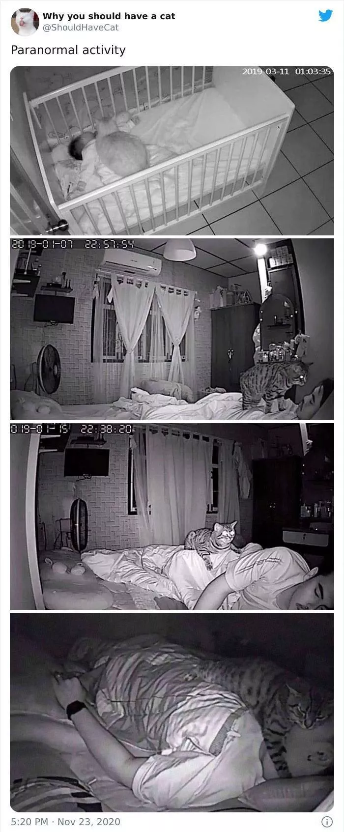 Cats that impose their presence - #46 