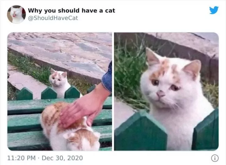 Cats that impose their presence - #47 