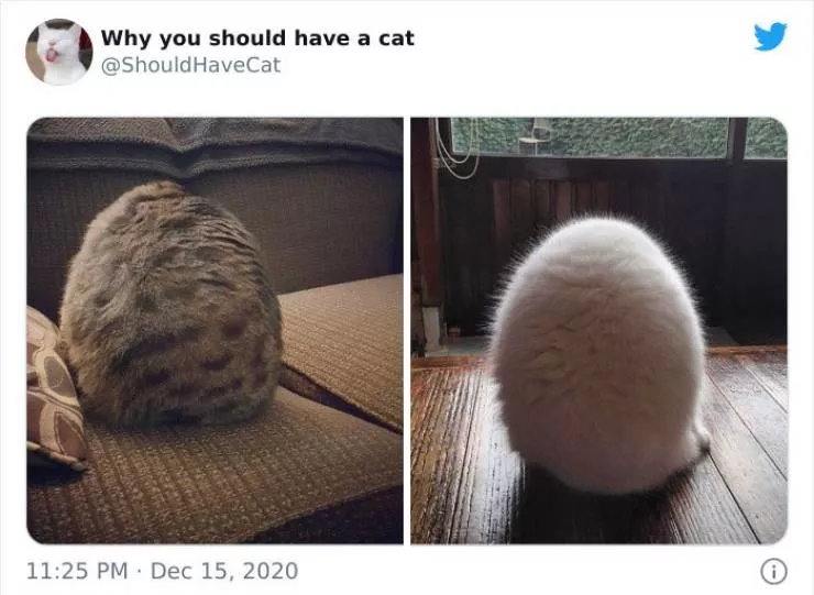Cats that impose their presence - #49 