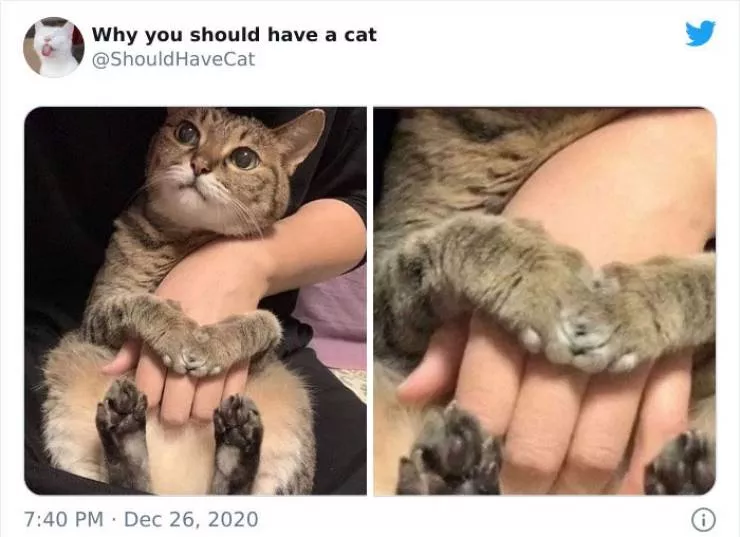 Cats that impose their presence - #5 