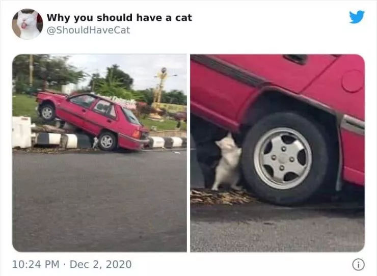 Cats that impose their presence