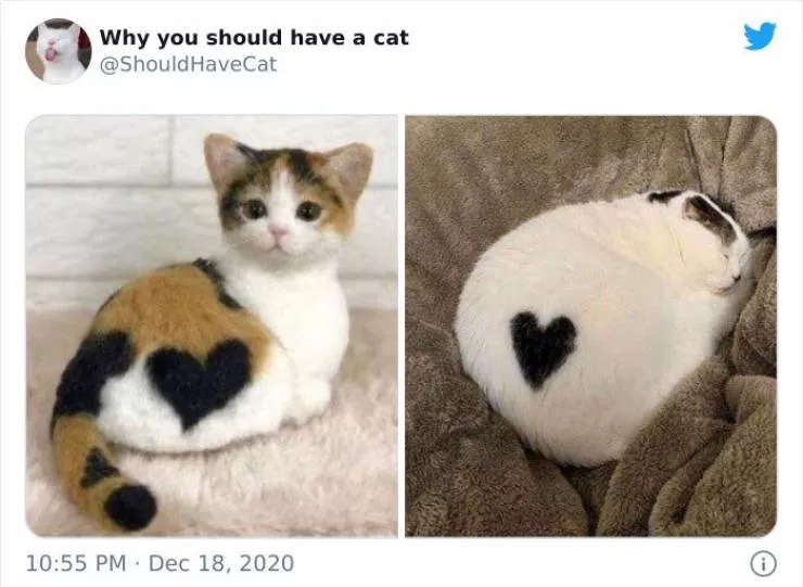 Cats that impose their presence - #6 