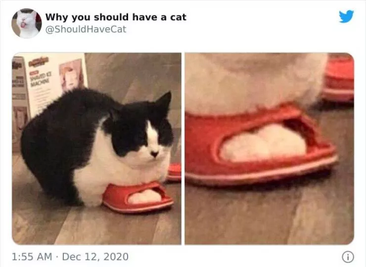 Cats that impose their presence - #8 