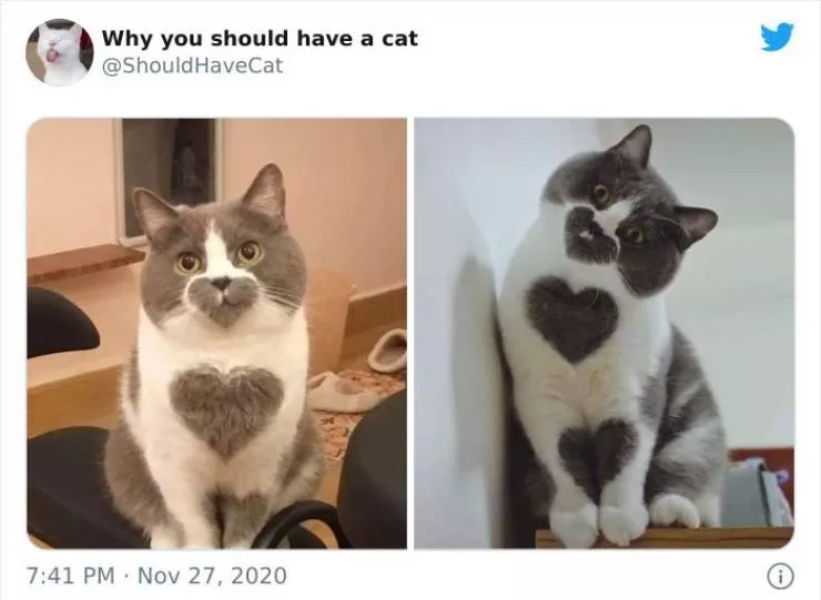 Cats that impose their presence - #9 