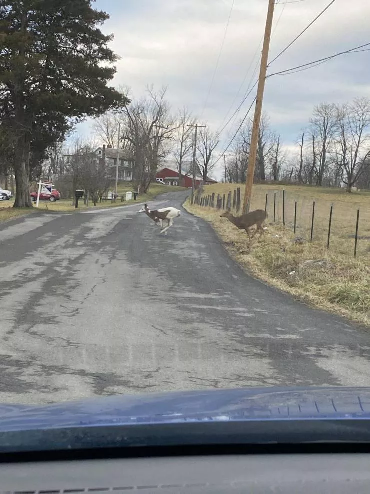 Very cool stuff - #19 Two-color deer