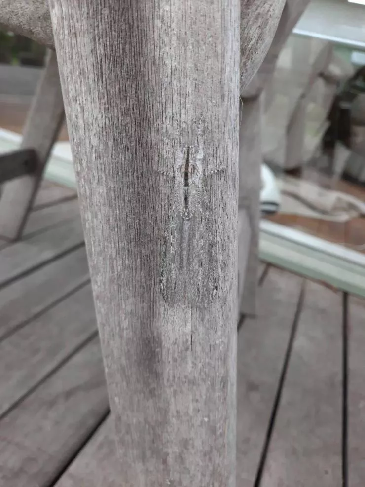 Very cool stuff - #33 Well camouflaged