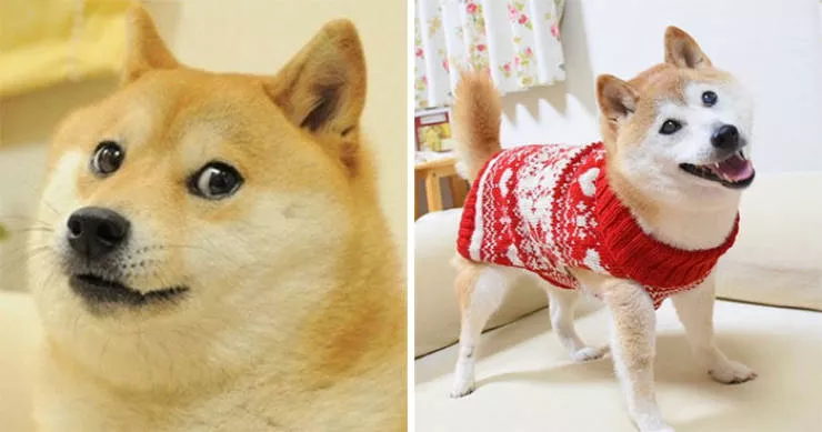 Ce quil sont devenu les heros des memes maintenant - #2 Doge (Kabosu)