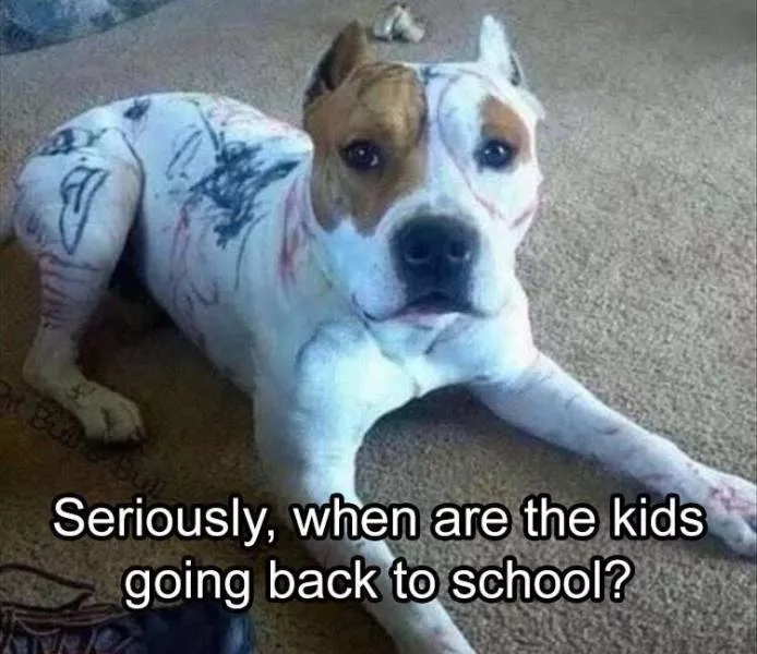 Le meilleur meme drole du jour - #37 