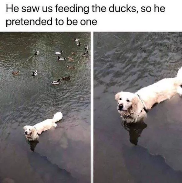 Funny animal of the week - #1 