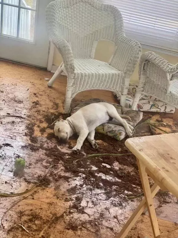 Funny animal of the week - #12 