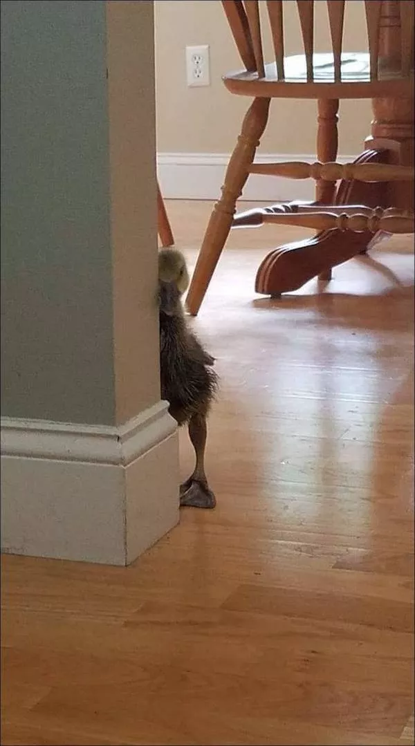 Animal drole de la semaine - #13 