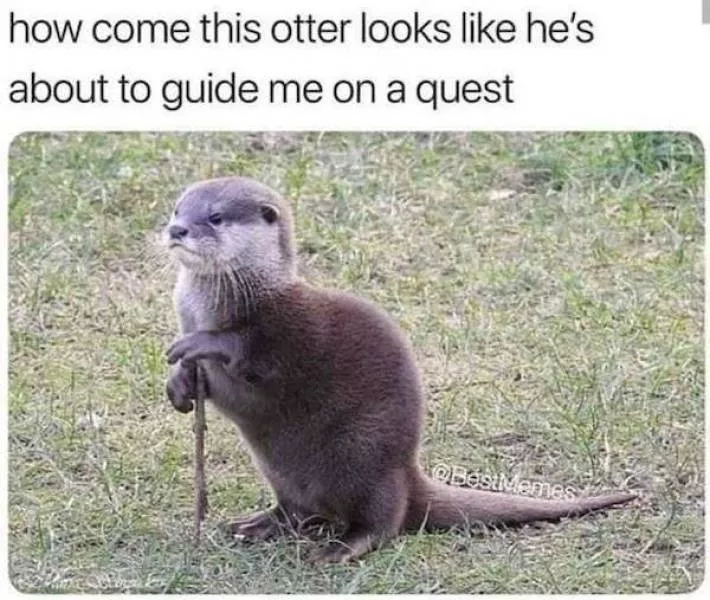 Funny animal of the week - #14 