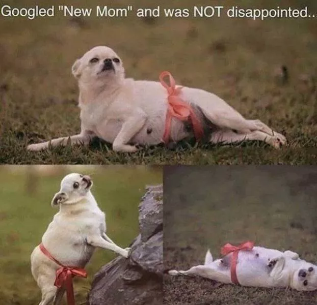 Funny animal of the week - #15 