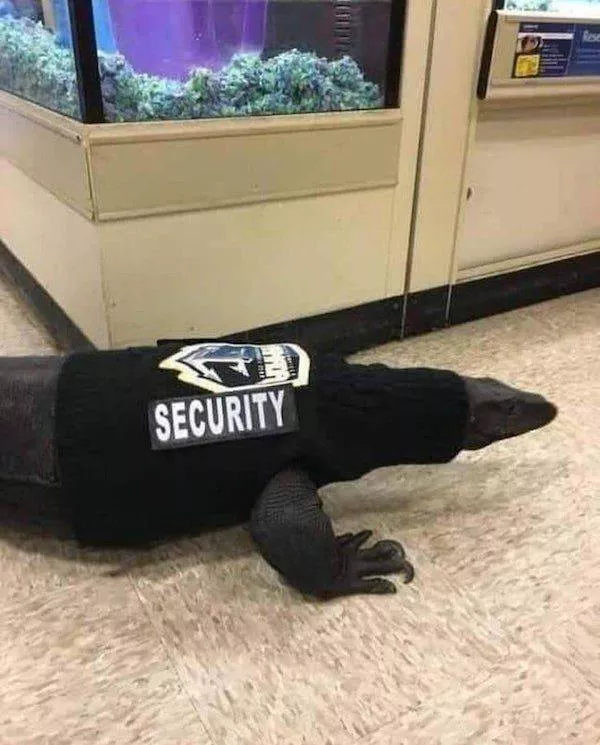 Funny animal of the week - #16 