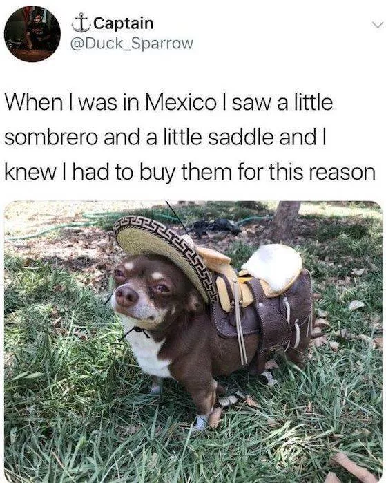 Funny animal of the week - #17 