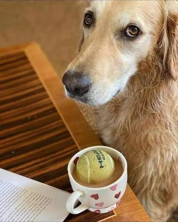 Funny animal of the week - #18 