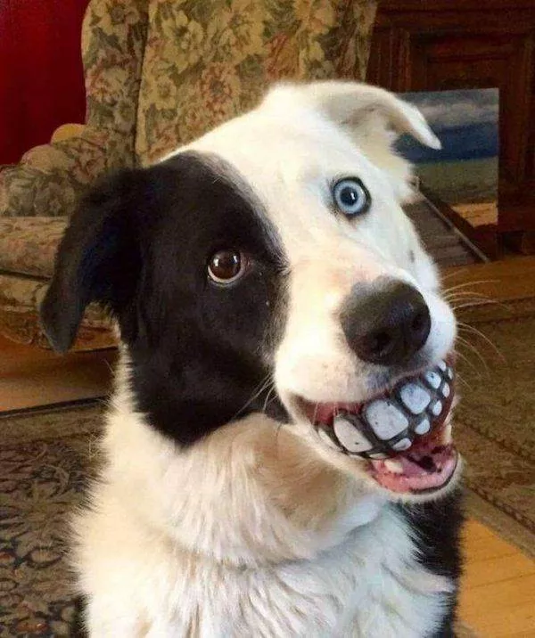 Funny animal of the week - #19 