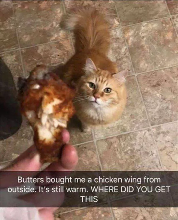 Funny animal of the week - #2 