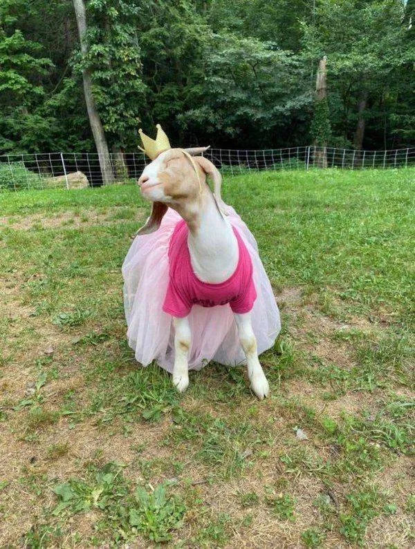 Funny animal of the week - #20 
