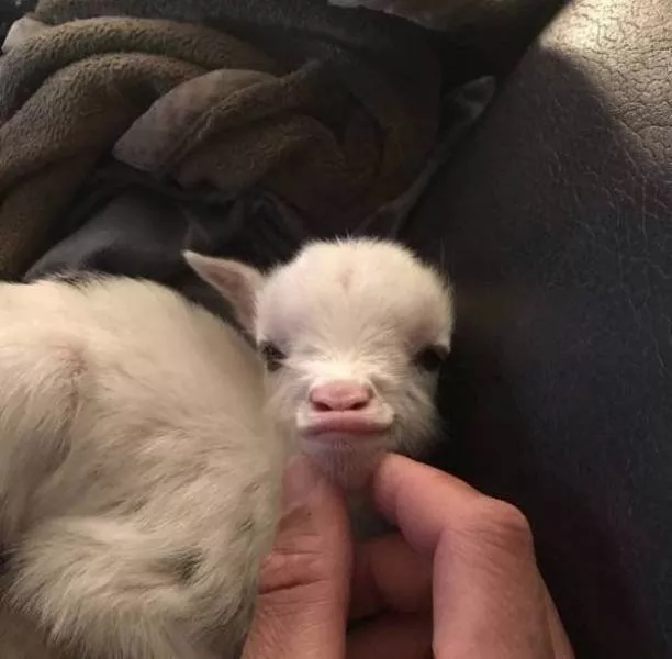 Funny animal of the week