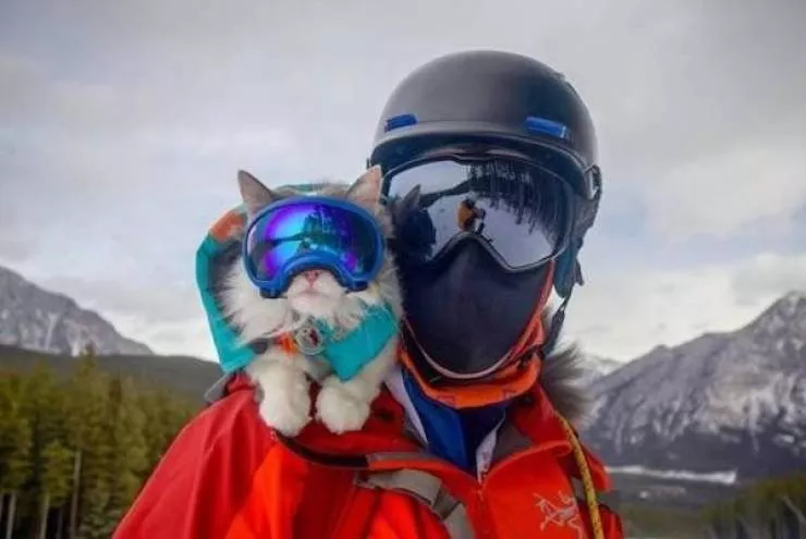 Funny animal of the week - #23 