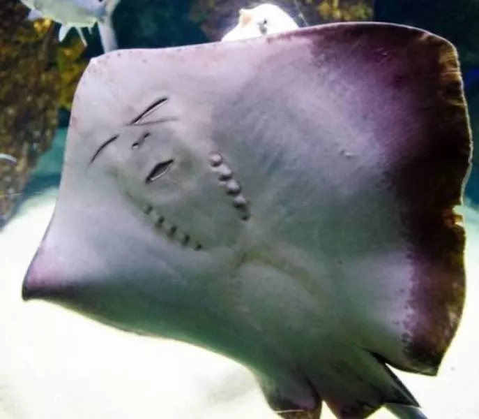 Funny animal of the week - #28 