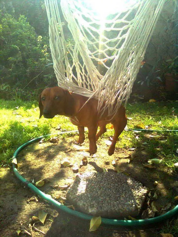 Funny animal of the week - #29 