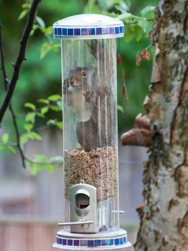 Funny animal of the week - #3 