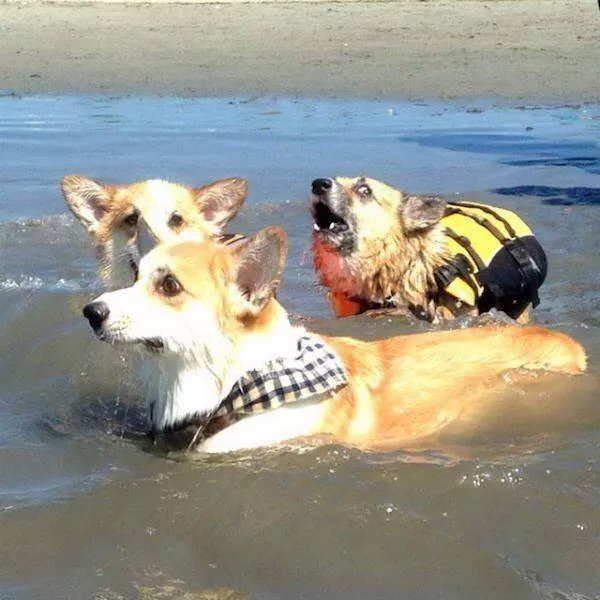 Funny animal of the week - #30 