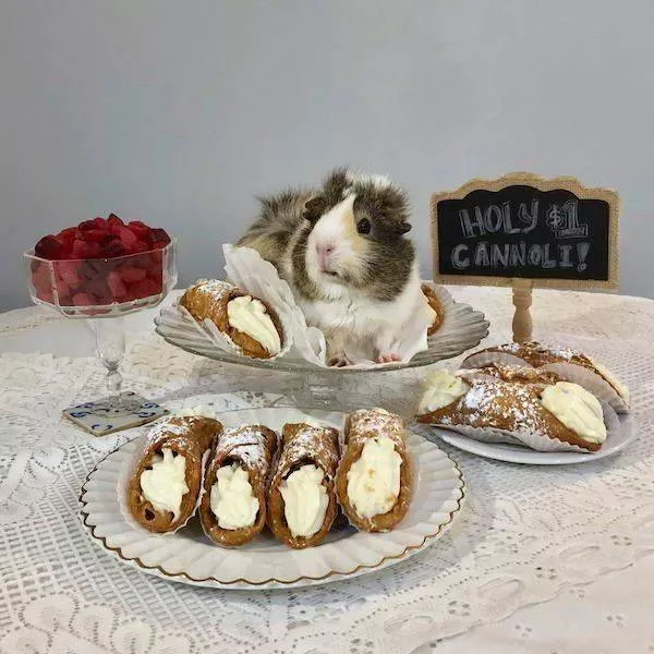 Funny animal of the week - #31 