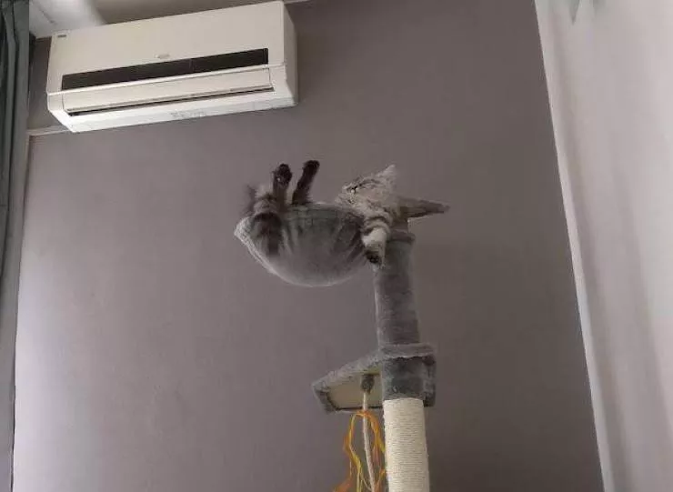 Funny animal of the week - #32 