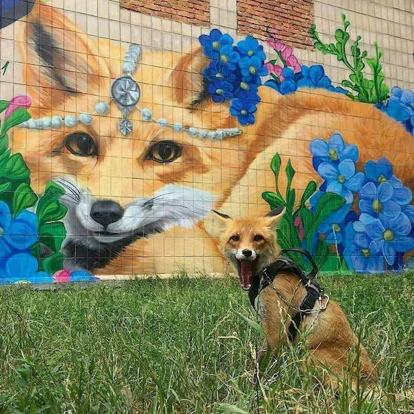 Funny animal of the week - #33 