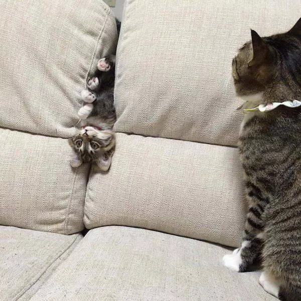 Animal drole de la semaine - #34 