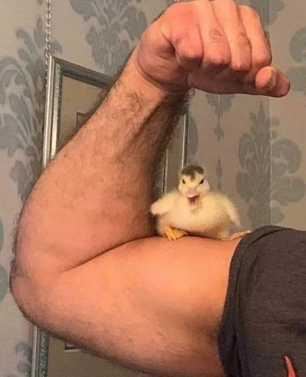 Funny animal of the week - #36 