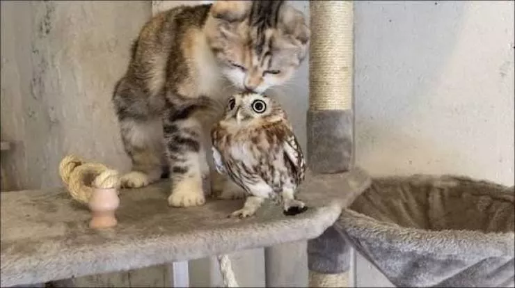 Funny animal of the week - #39 