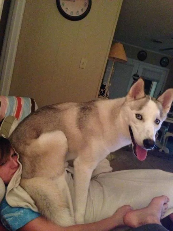 Funny animal of the week - #4 