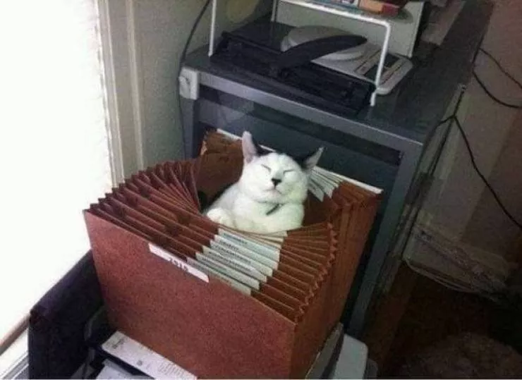 Funny animal of the week - #40 