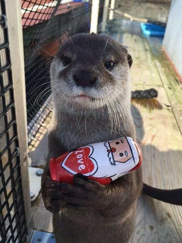 Funny animal of the week - #42 