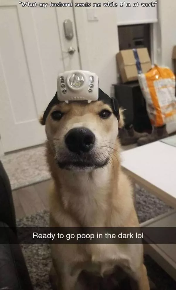 Funny animal of the week - #5 