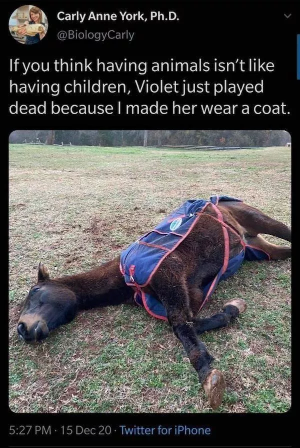 Funny animal of the week - #7 
