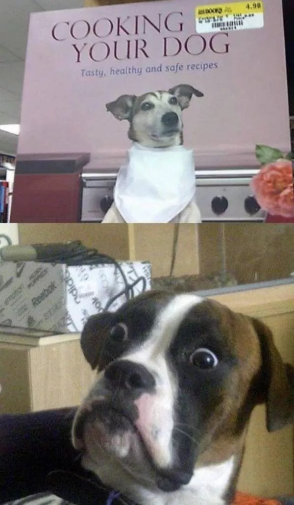 Animal drole de la semaine - #8 