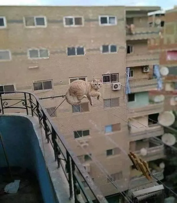 Funny animal of the week - #9 