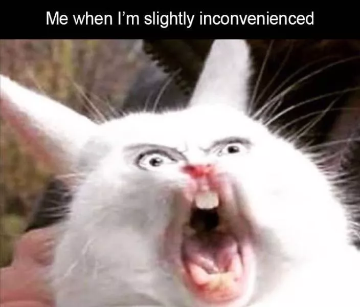 Funny meme - #13 